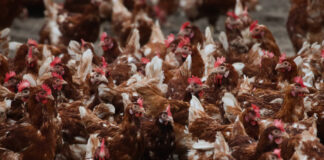 Das kommt in 2026 Keine Käfighaltung mehr für Legehennen, die lieben freien Auslauf. IMAGO / Christian Schroedter