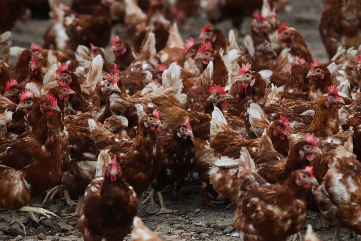 Keine Käfighaltung mehr für Legehennen, die lieben freien Auslauf. IMAGO / Christian Schroedter Keine Käfighaltung mehr für Legehennen, die lieben freien Auslauf. IMAGO / Christian Schroedter