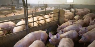 Bauernverband: «Massiver Schweinestau» in MV und Brandenburg Zu geringe Schlachtkapazitäten führen zum «Schweinestau». (Archivbild)