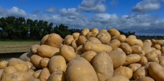 Wohin mit den Kartoffeln? Es gibt ein Überangebot, Bauern bleiben auf Knollen sitzen. (Symbolbild)