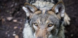 Schrecksekunden auf der B5 Richtung Berlin: Zwei Wölfe tauchen unvermittelt auf - bei einer Kollision mit einem Auto sterben sie. 
