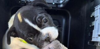 Tierheim warnt nach Welpenfund vor Käufen im Netz Viele Angebote wirken laut Tierheim harmlos, sind aber nicht seriös. (Handout)