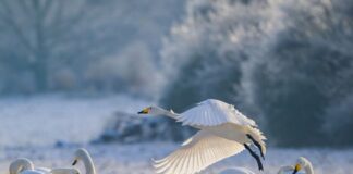 Singschwantage laden zu Exkursionen ins Untere Odertal ein Zwischenstopp in der Uckermark: Singschwäne rasten im Odertal, bevor sie weiter nach Skandinavien ziehen.