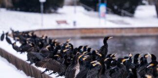 Kormorane ärgern Angler – ein Fall für eine neue Koalition? An der «Alten Fahrt» in Potsdam haben sich unzählige Kormorane auf der Suche nach Fischen gesammelt.