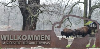 Tierpark: Kostenloser Eintritt im Februar für Besucher ab 65 Im Februar können Menschen ab 65 Jahren kostenlos den Berliner Tierpark besuchen. (Archivbild)