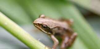 Verfallenes Schwimmbad wird Kinderstube für bedrohte Frösche Frösche statt Badegäste: Ein ehemaliges und stark verfallenes Schwimmbad in Schönewalde soll für bedrohte Amphibien umgebaut werden. (Symbolbild)