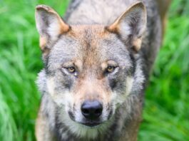 Kontroverse um Wolfs-Jagd: Kritik an Plänen des Bundes Die Bundesregierung will den Wolf ins Jagdrecht aufnehmen. (Symbolbild)