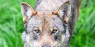 Kontroverse um Wolfs-Jagd: Kritik an Plänen des Bundes Die Bundesregierung will den Wolf ins Jagdrecht aufnehmen. (Symbolbild)