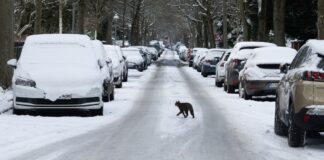 Minusgrade und Schneefall – Winterwetter hält weiter an In Berlin und Brandenburg bleibt es frostig – zum Ende der Woche sorgen Schnee und Glätte erneut für winterliche Verhältnisse. (Archivbild)