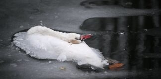 Tote Schwäne im Landwehrkanal – das sind mögliche Gründe Der Anblick der toten Tiere macht viele Passanten betroffen.