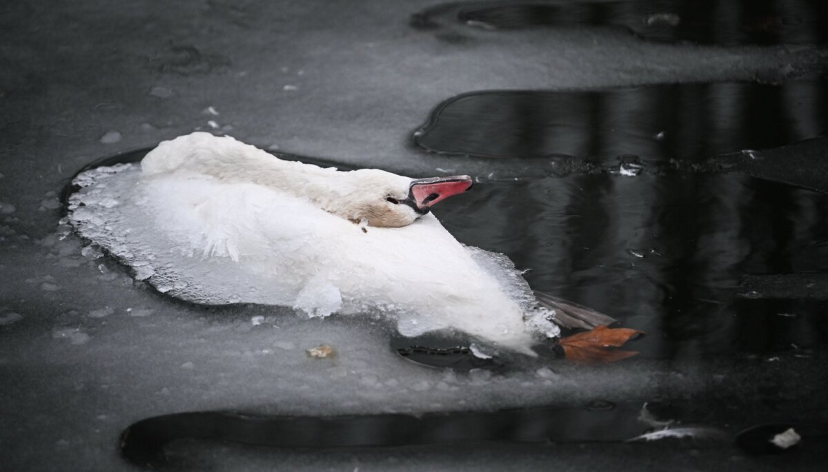 Tote Schwäne in Berlin Der Anblick der toten Tiere macht viele Passanten betroffen.
