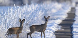 Wie winterhart Wildtiere sind und wo Gefahren lauern Für Rehwild können der harte Schnee und Eisschichten gefährlich werden. (Archivbild)