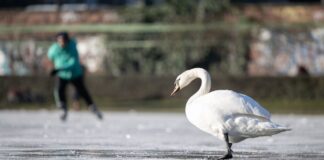 Viele tote Schwäne – Vogelgrippe zirkuliert weiter in Berlin Laut der Verbraucherschutzverwaltung gibt es eine auffällig hohe Zahl an infizierten Schwänen (Archivbild).
