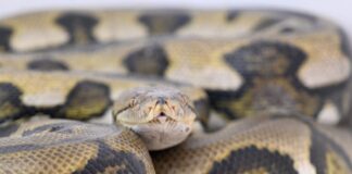 Tierschutzbeauftragte beklagt Fehler bei Reptilien-Haltung Die Landestierschutzbeauftragte in Brandenburg will die private Haltung von exotischen Reptilien - hier ein Netzpython - verbessern. (Symbolbild)