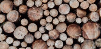 Forstarbeit bei Dauerfrost: «Da wird einem warm» Im Winter ist Holzerntezeit - geschlagenes Holz stapelt sich am Wegesrand. (Symbolbild)