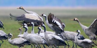 Frühjahrszug startet: Kraniche kehren in Brutreviere zurück Kraniche stehen Anfang Februar auf einem Feld in Brandenburg