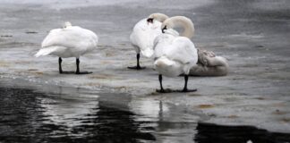 Wetter und Vogelgrippe setzen Wildvögeln zu Frost und vereiste Gewässer setzen Wildvögeln wie Schwänen derzeit zu. (Archivbild)