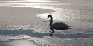 Experte zu festgefrorenem Schwan: Rettung «hochgefährlich» Die Rettung des festgefrorenen Schwans sei hochgefährlich, so der Wildtierexperte. (Symbolbild)