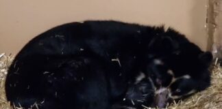 Doppelte Freude: Brillenbären-Zwillinge im Tierpark geboren Für Brillenbärenweibchen Tinka ist es der erste Wurf.