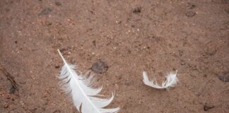 Vogelgrippe in Hobbyhaltung in Teltow-Fläming ausgebrochen Im Landkreis Teltow-Fläming ist die Vogelgrippe festgestellt worden. (Symbolbild)