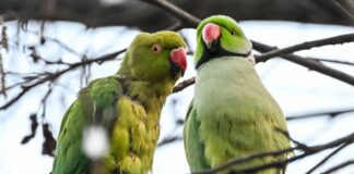 Kreuzberger Sittiche vor dem Durchstarten? Die beiden Sittiche könnten sich aus Sicht einer Forscherin in Berlin ausbreiten. (Archivbild)