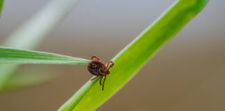 Zecken im Garten? Berliner Studie sucht Teilnehmer – kostenlos Zecken, die auf Grashalmen krabbeln. Bild: IMAGO / Zoonar