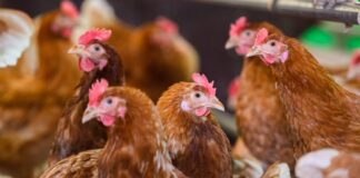 Weitere Fälle der Newcastle-Krankheit in Brandenburg Die Betriebe halten 360.000 beziehungsweise 70.000 Tiere. (Symbolbild)