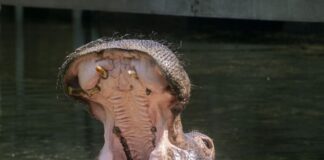 Berliner Nilpferd Kathi ist mit 50 Jahren gestorben Nilpferde zählen zu den größten an Land lebenden Säugetieren und verbringen einen Großteil ihres Lebens im Wasser.