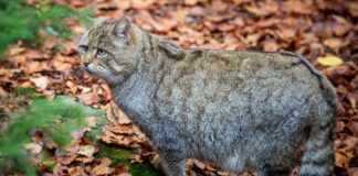 Wildkatzen in Brandenburgs Wäldern besser nicht anfassen Wildkatzen sind keine davongelaufenen Hauskatzen. (Archivbild)
