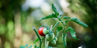 Die TU verschenkt 1.800 Tomatenpflanzen. (Symbolbild)