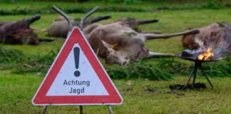 895 Jägerprüfungen: Fast jeder Zweite fällt durch Die Jägerprüfung als Voraussetzung für einen Jagdschein gelingt bei weitem nicht jedem auf Anhieb. (Archivbild)