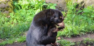 Kleiner Brillenbär Enzo macht erste Schritte im Freigehege Der kleine Brillenbär Enzo spielt auf dem Arm seiner Mutter Tinka.
