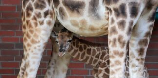 Bislang ist der kleine Bulle namenlos. 