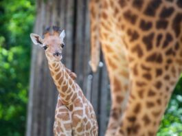 Giraffe «Vizuri» in den Berliner Zoo eingezogen Kordofan-Giraffe «Vizuri» ist aus Basel in den Zoo Berlin umgezogen.