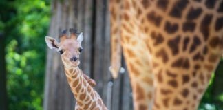 Giraffe «Vizuri» in den Berliner Zoo eingezogen Kordofan-Giraffe «Vizuri» ist aus Basel in den Zoo Berlin umgezogen.