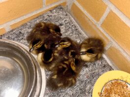 Polizei rettet sechs verlassene Entenküken in Berlin Ente gut, alles gut? Gerettete Entenküken aus dem Berliner Wedding werden nun versorgt.