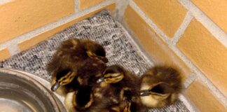 Ente gut, alles gut? Gerettete Entenküken aus dem Berliner Wedding werden nun versorgt.
