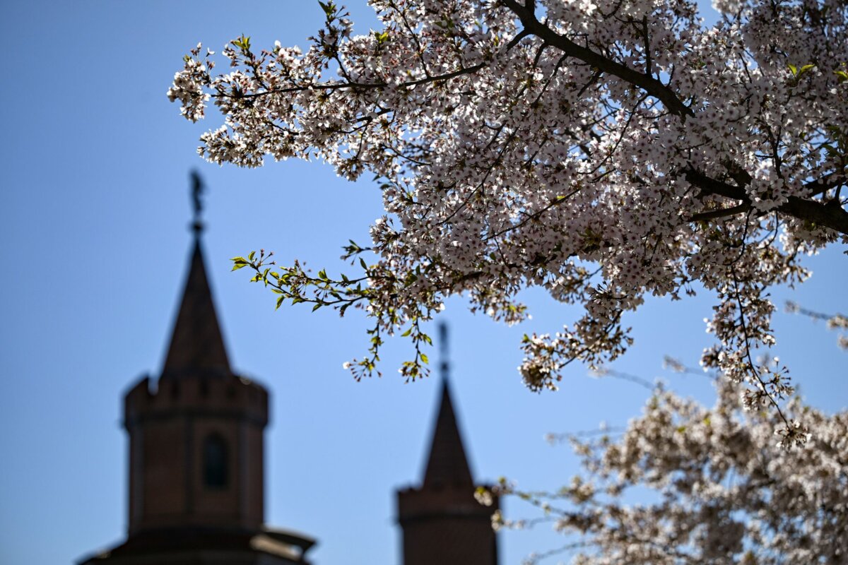 Kirschbaumblüte an der Oberbaumbrücke In Berlin und Brandenburg wird es heute und morgen bis zu 20 Grad warm, am Samstag steigen die Temperaturen sogar auf 22 Grad. (Archivbild)