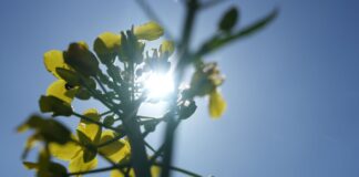 Nach früher Kälte klettern die Temperaturen heute auf Werte zwischen 18 und 20 Grad. Der Samstag verspricht sommerliche Temperaturen. (Archivbild)