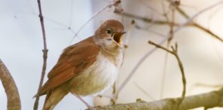 Nachtigallen singen wieder um die Wette Das Vorkommen der Nachtigallen ist in den vergangenen Jahren deutlich gewachsen. (Archivbild).