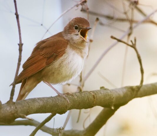 Nachtigallen singen wieder um die Wette Das Vorkommen der Nachtigallen ist in den vergangenen Jahren deutlich gewachsen. (Archivbild).
