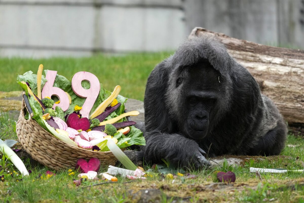 69. Geburtstag der Gorilla-Dame Fatou im Berliner Zoo Zu ihrem Ehrentag gibt es einen Korb voller Gemüse für die Gorilla-Dame.