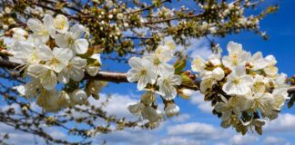 Milde Temperaturen zum Wochenende in Berlin und Brandenburg In Berlin und Brandenburg werden am Wochenende frühlingshafte Temperaturen erwartet. (Archivbild)