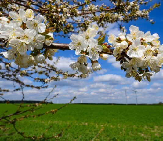 Milde Temperaturen zum Wochenende in Berlin und Brandenburg In Berlin und Brandenburg werden am Wochenende frühlingshafte Temperaturen erwartet. (Archivbild)
