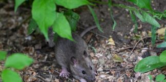 Ein Rattenpaar kann 100 bis 150 Nachkommen in einem Jahr erzeugen. (Symbolbild)