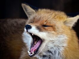 Behörden warnen vor «aggressivem Fuchs» Füchse sind in Berlin weit verbreitet (Symbolbild)