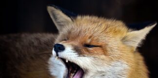 Behörden warnen vor «aggressivem Fuchs» Füchse sind in Berlin weit verbreitet (Symbolbild)