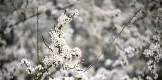 Unter anderem Schlehen sind von den Gespinsten betroffen. (Symbolbild)