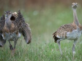 Bund fördert Schutz bedrohter Großtrappen mit Millionen Großtrappen zählen zu den schwersten flugfähigen Vögeln der Welt. (Symbolbild)