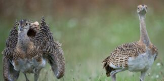 Bund fördert Schutz bedrohter Großtrappen mit Millionen Großtrappen zählen zu den schwersten flugfähigen Vögeln der Welt. (Symbolbild)